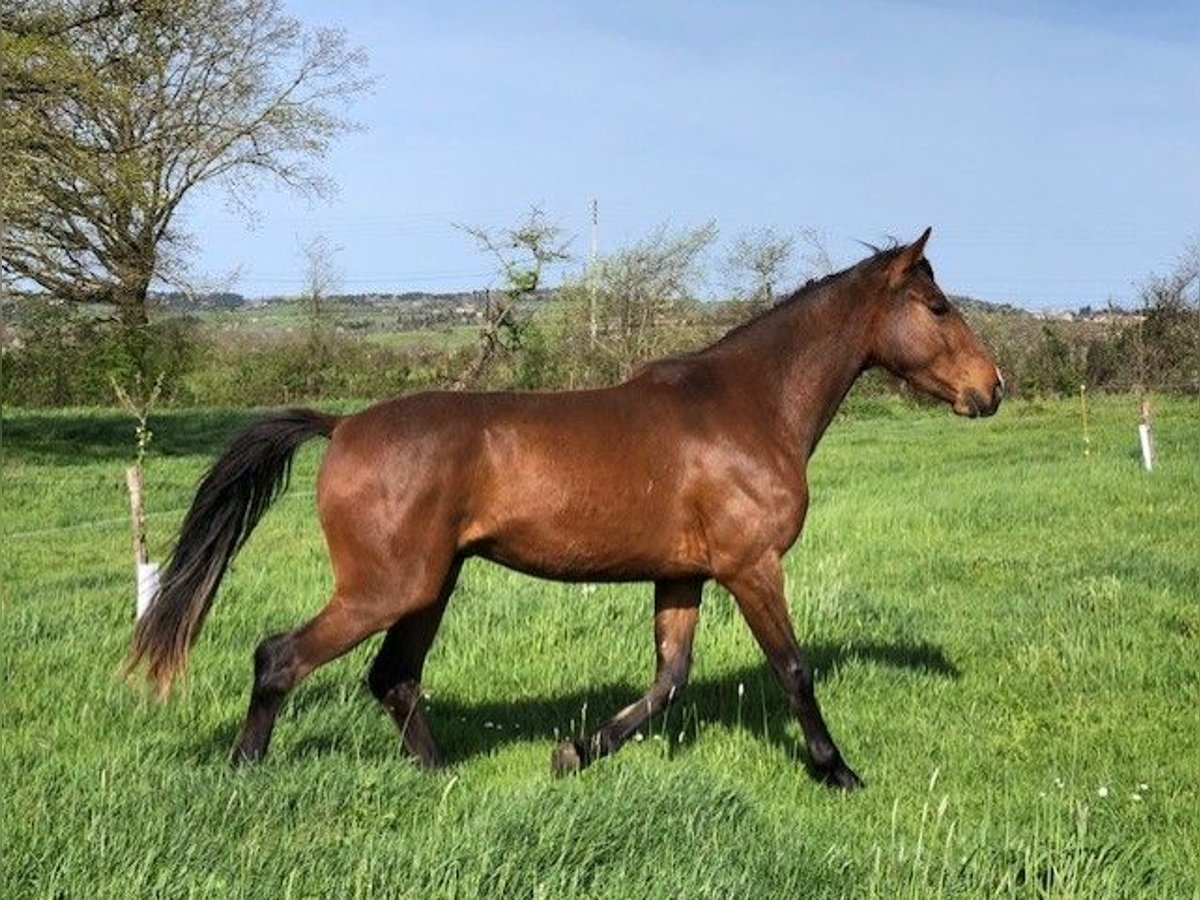 French Trotter Gelding 3 years 15,2 hh Brown in BUSSY-ALBIEUX