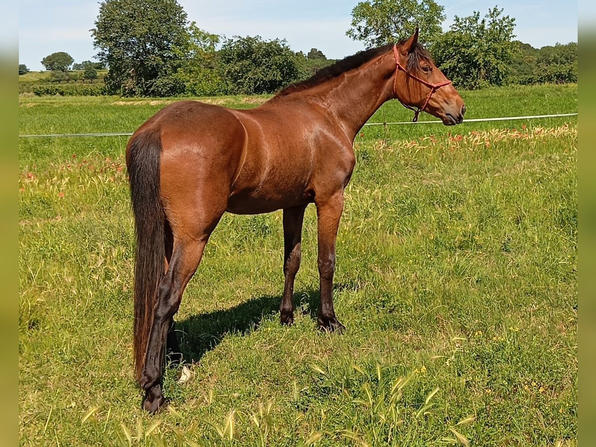 French Trotter Mix Gelding 3 years 16 hh Brown in CONNAUX