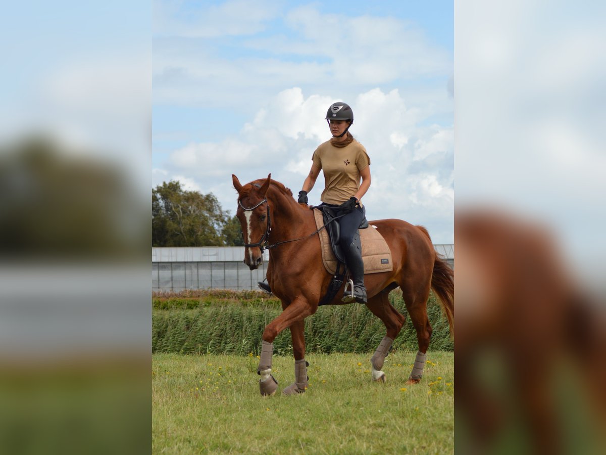 French Trotter Gelding 4 years 16,1 hh Sorrel in Hoek van Holland