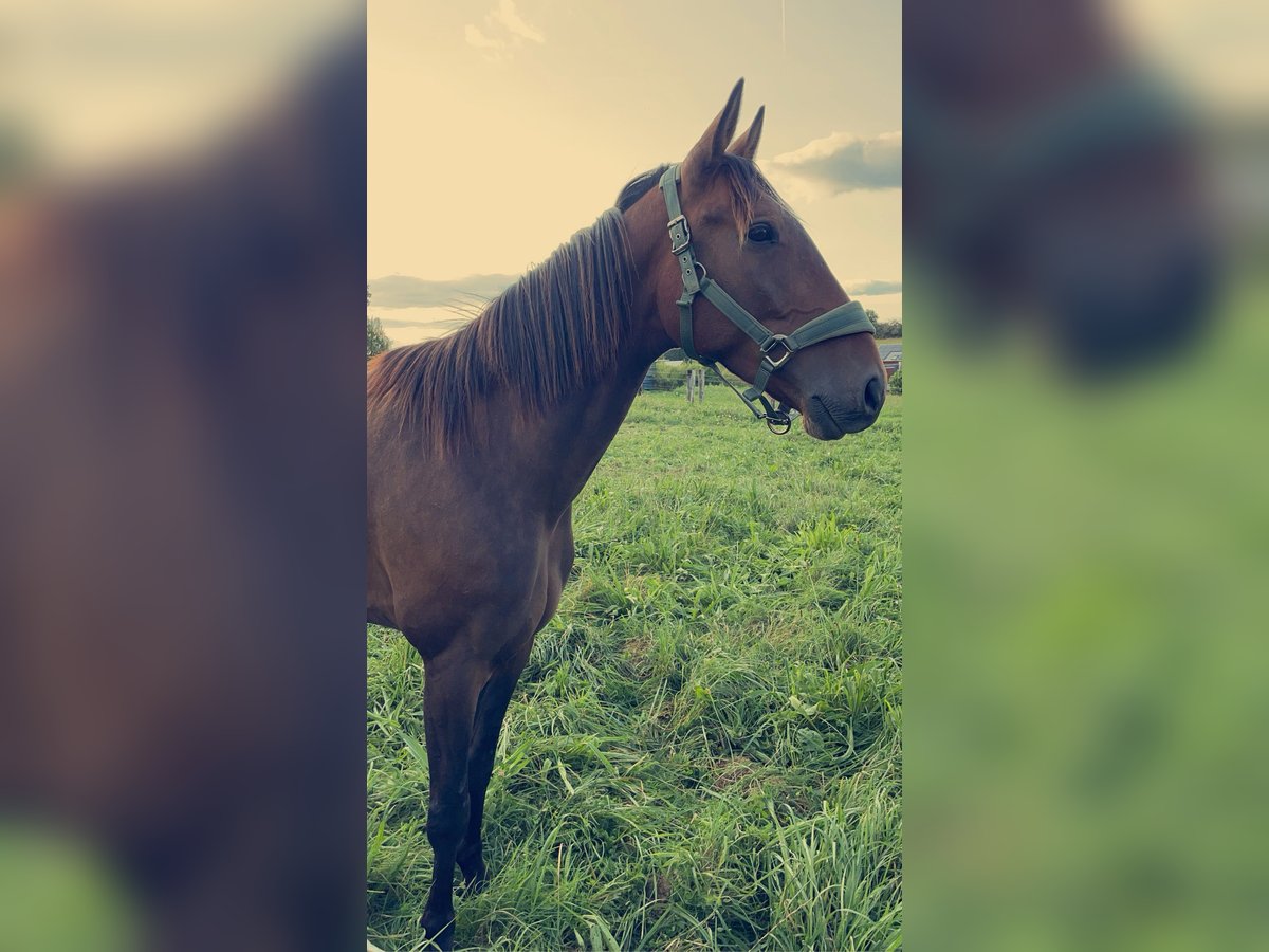 French Trotter Gelding 4 years 16,2 hh Brown in Province Luxembourg