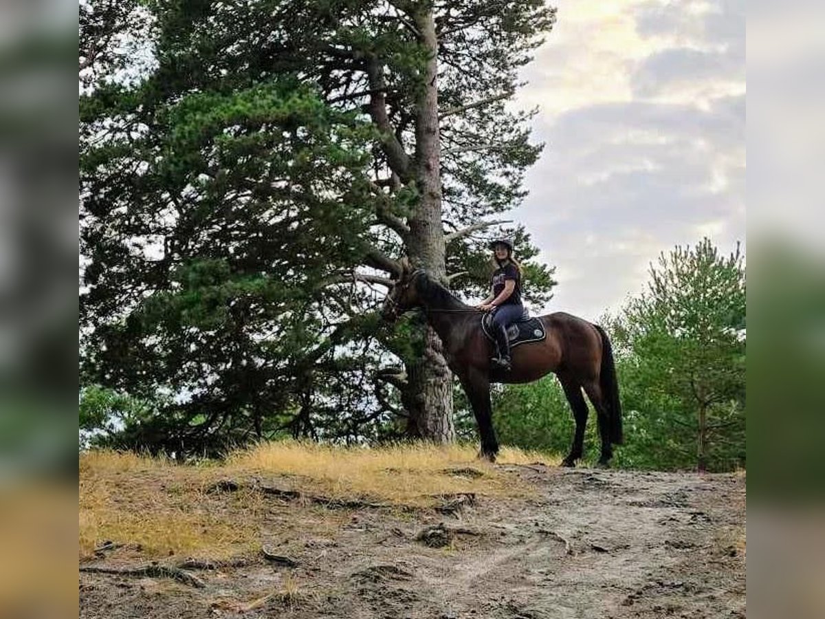 French Trotter Gelding 4 years 16,2 hh Bay-Dark in Neuch&#xE2;tel