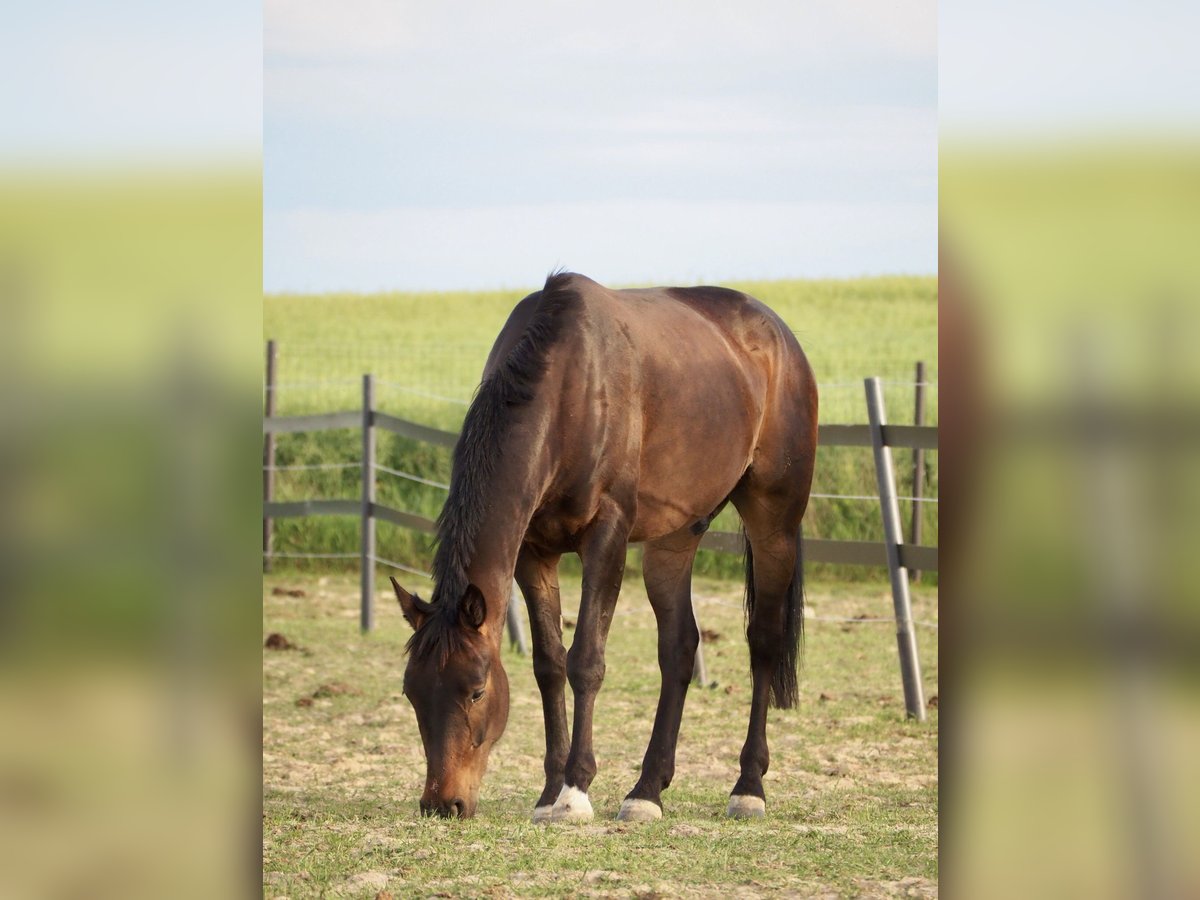 French Trotter Gelding 5 years 15,2 hh Bay-Dark in Teolin