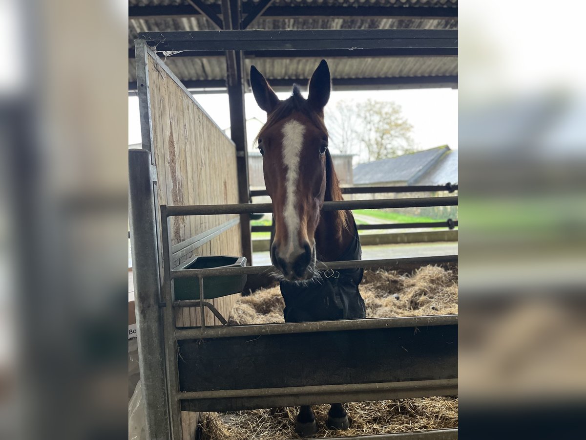 French Trotter Gelding 5 years 15,2 hh Brown in Bourgon