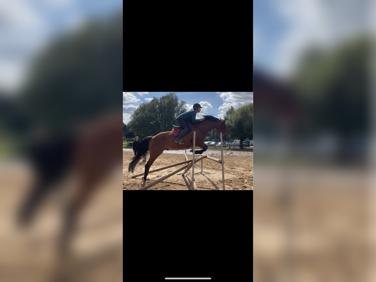 French Trotter Gelding 5 years 15,2 hh Brown in LES ANDELYS