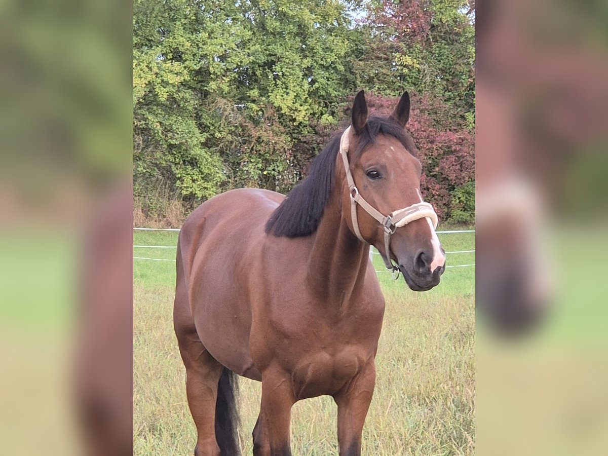 French Trotter Gelding 5 years 15,2 hh Brown in Rotenburg an der Fulda