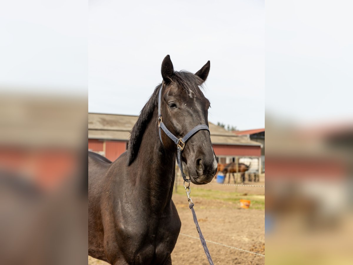 French Trotter Gelding 5 years 16 hh Black in Haguenau