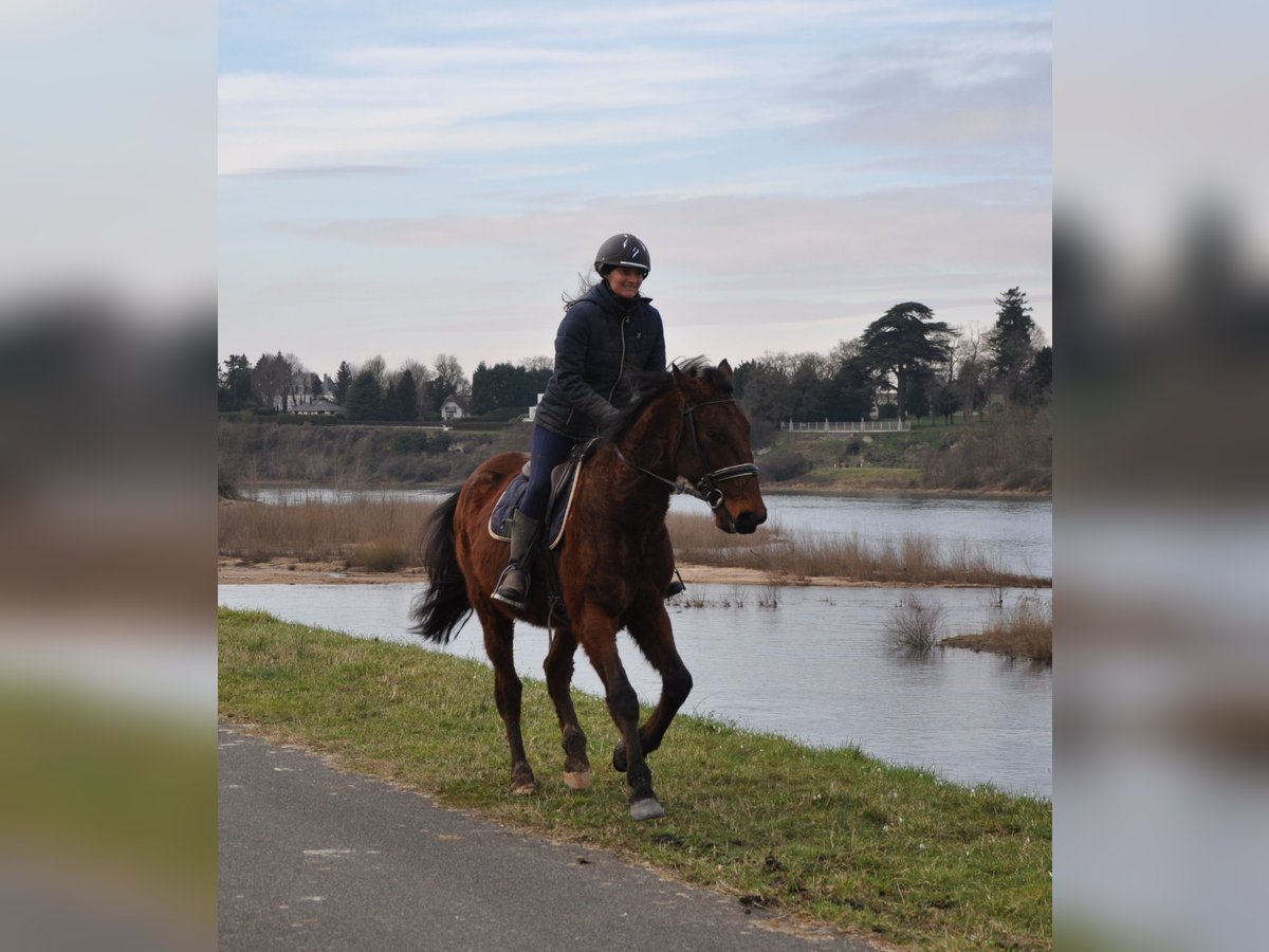 French Trotter Gelding 5 years 16 hh Brown in Orléans