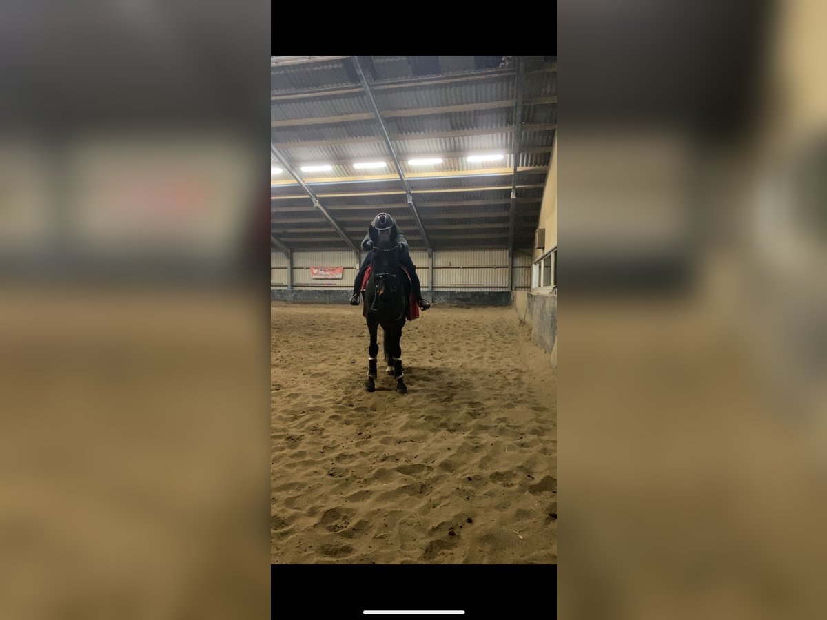 French Trotter Gelding 6 years 16,1 hh Bay-Dark in Arnhem