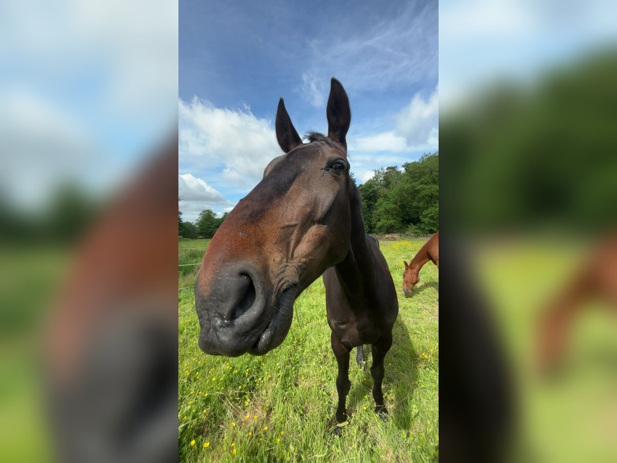 French Trotter Gelding 6 years 16,1 hh Black in chauny French Trotter Gelding 6 years 16,1 hh Black in chauny