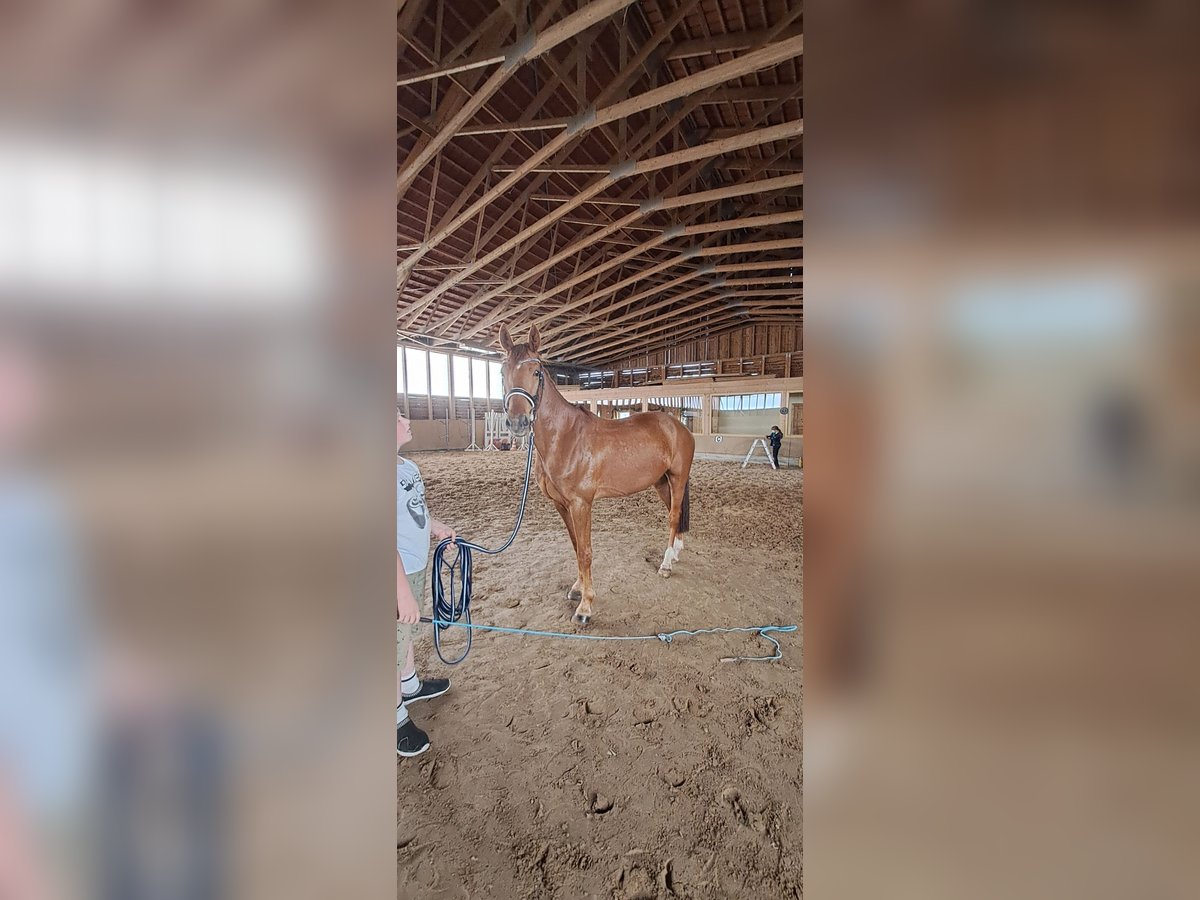 French Trotter Gelding 7 years 15,2 hh Chestnut-Red in Bautzen