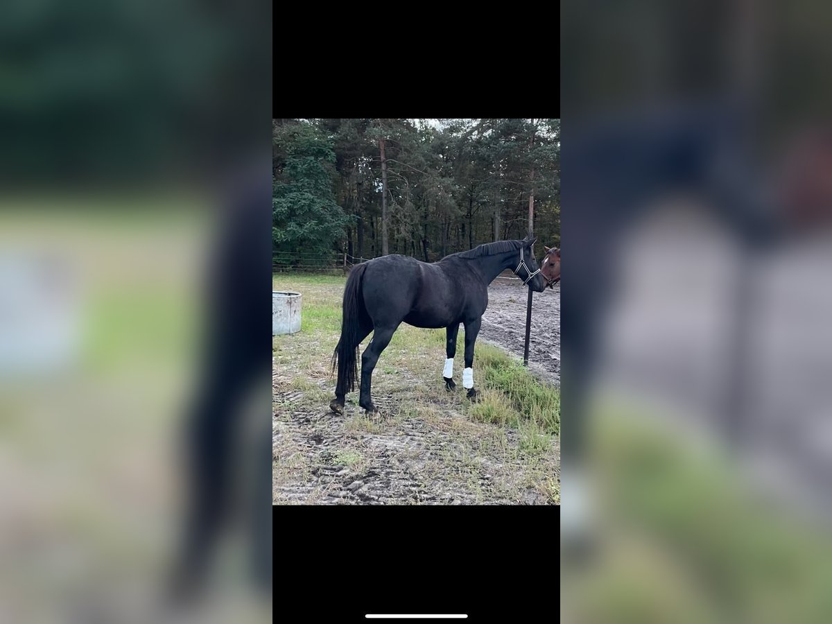 French Trotter Gelding 7 years 16 hh Black in Wahrenholz