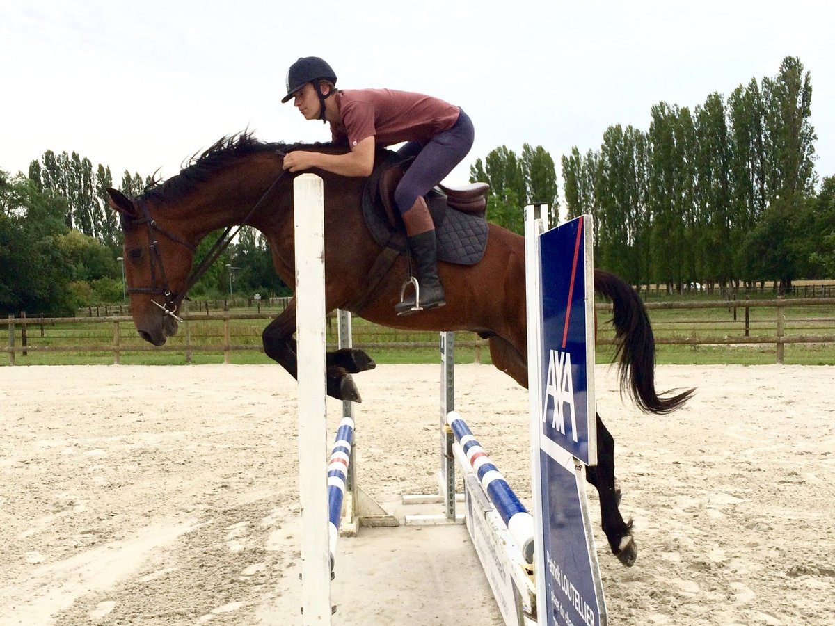 French Trotter Gelding 7 years 16 hh Brown in Le Lude