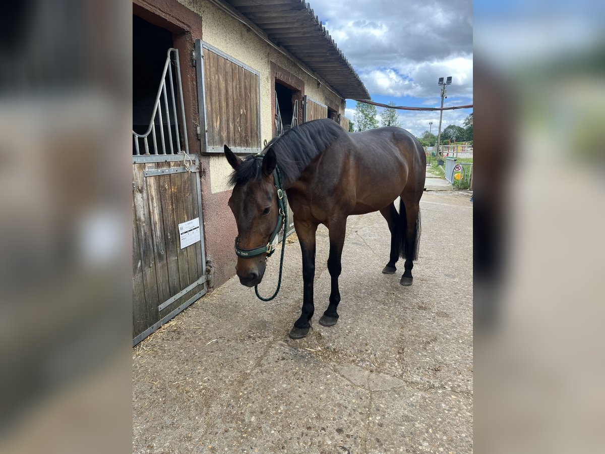 French Trotter Gelding 7 years 16 hh Brown in Villecresnes