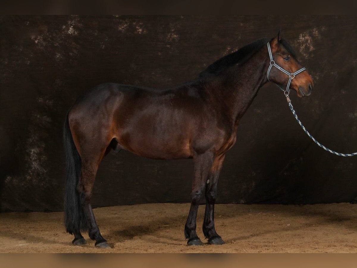 French Trotter Gelding 8 years 15,2 hh Brown in Breteuil