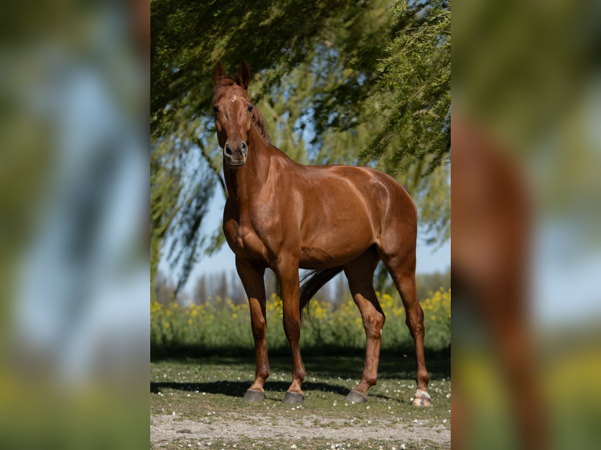 French Trotter Gelding 8 years 17 hh Chestnut-Red in Rotterdam