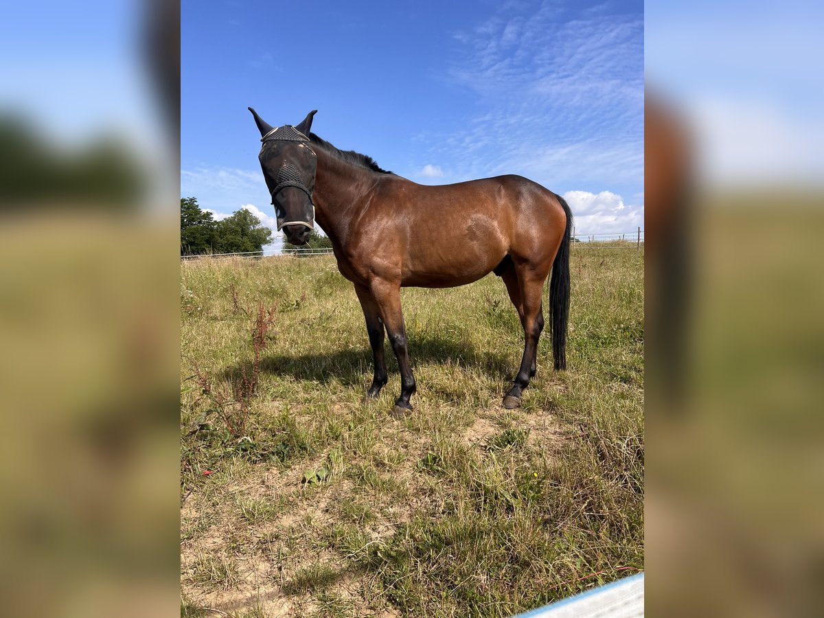 French Trotter Gelding 9 years 16 hh Brown in Rastatt