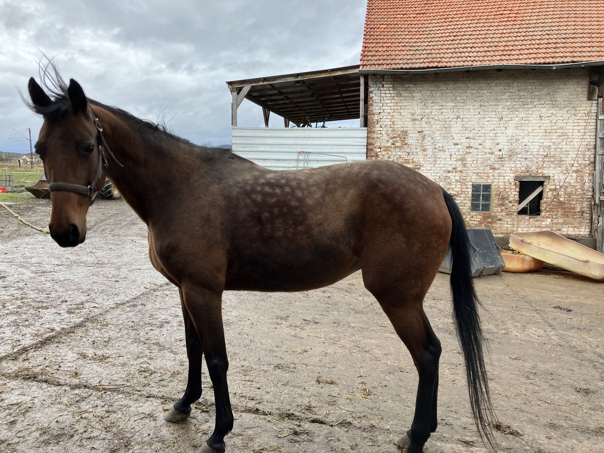 French Trotter Mare 11 years 16 hh Brown in Wolfhagen