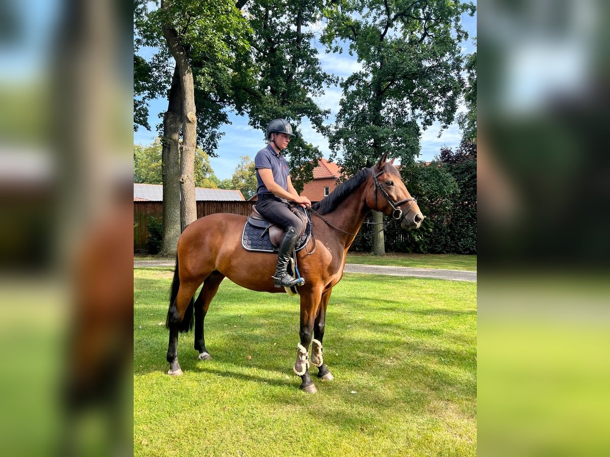 French Trotter Mare 13 years 16 hh Brown in WedemarkWedemark