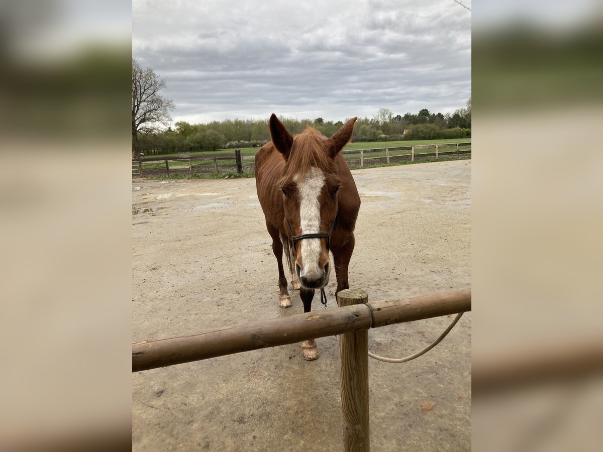 French Trotter Mare 14 years 15,3 hh Chestnut-Red in Jarzé