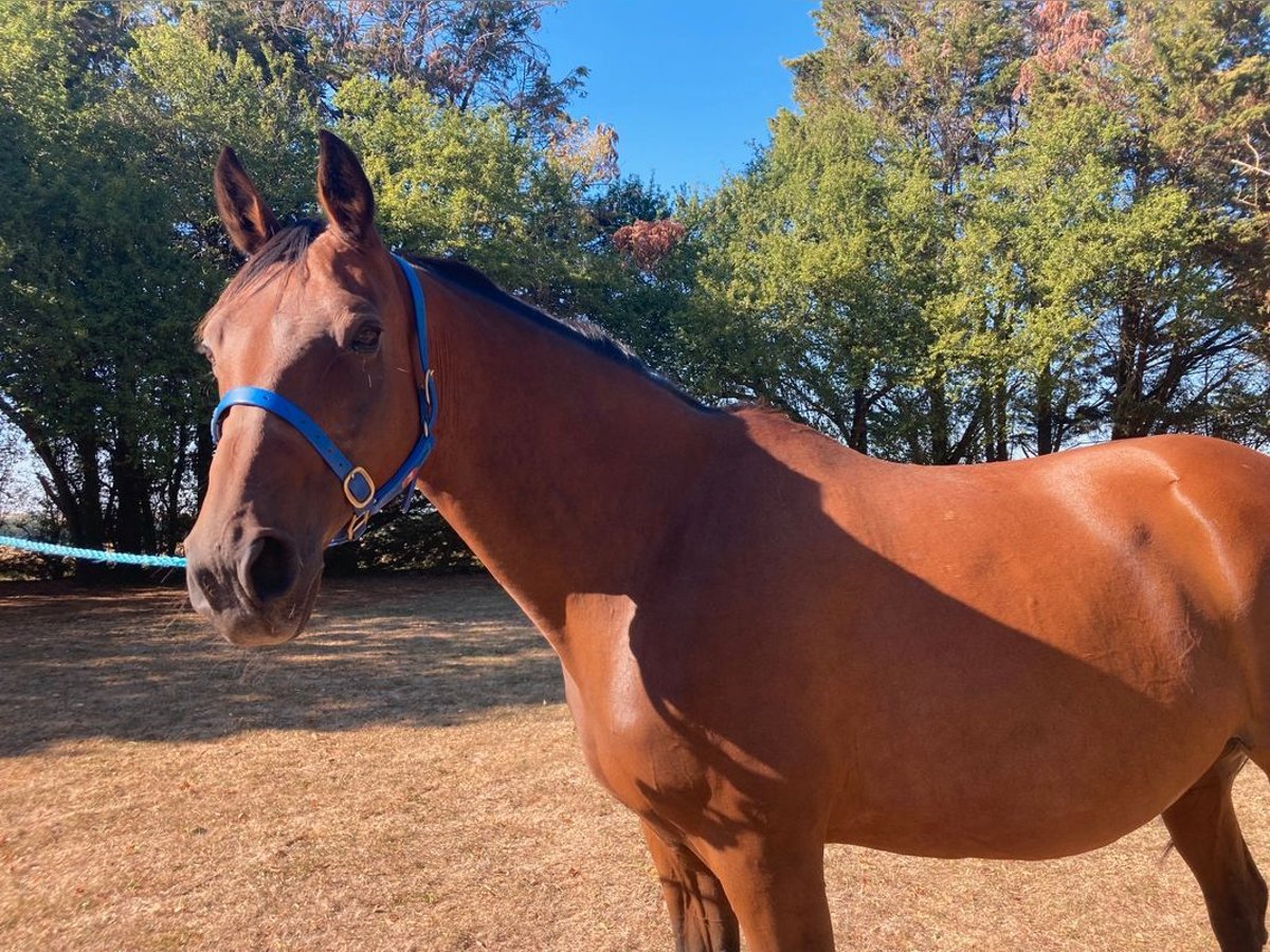 French Trotter Mare 16 years 16 hh Brown in chouppes