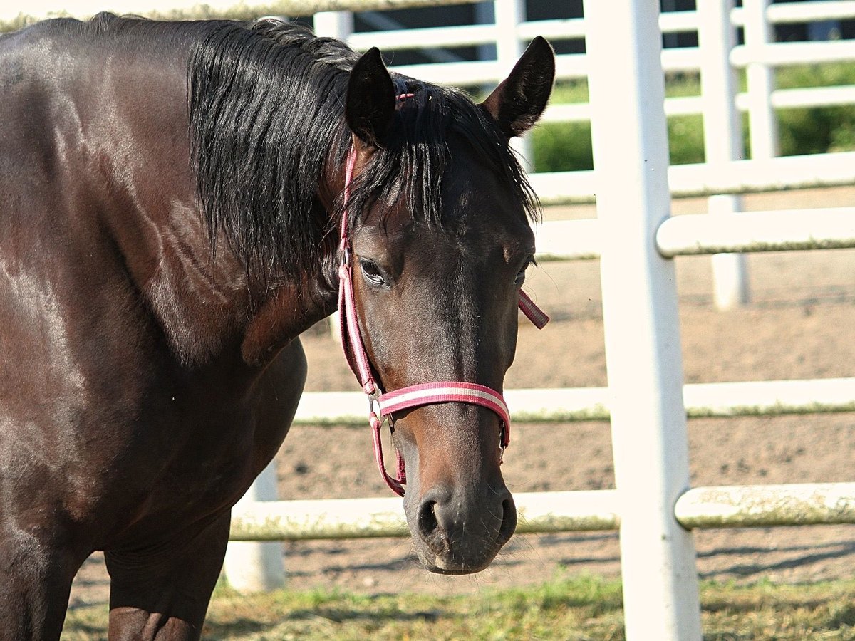 French Trotter Mare 3 years Smoky-Black in Wien