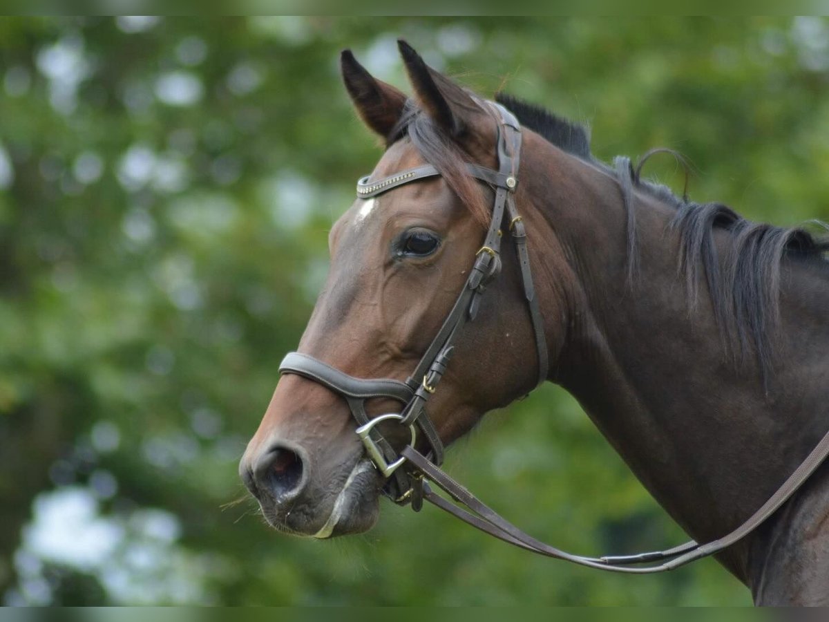 French Trotter Mare 4 years 15,1 hh Smoky-Black in Tarbes