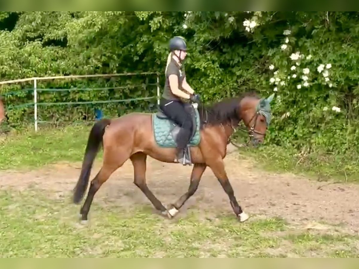 French Trotter Mare 4 years 15,2 hh Brown-Light in Wei&#xDF;enthurm