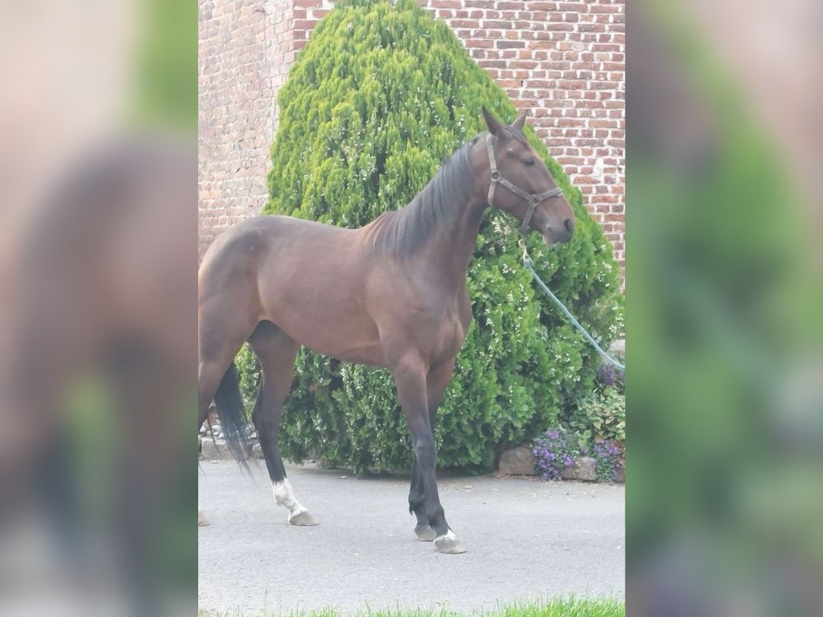French Trotter Mare 4 years 15,3 hh Brown in Hornaing