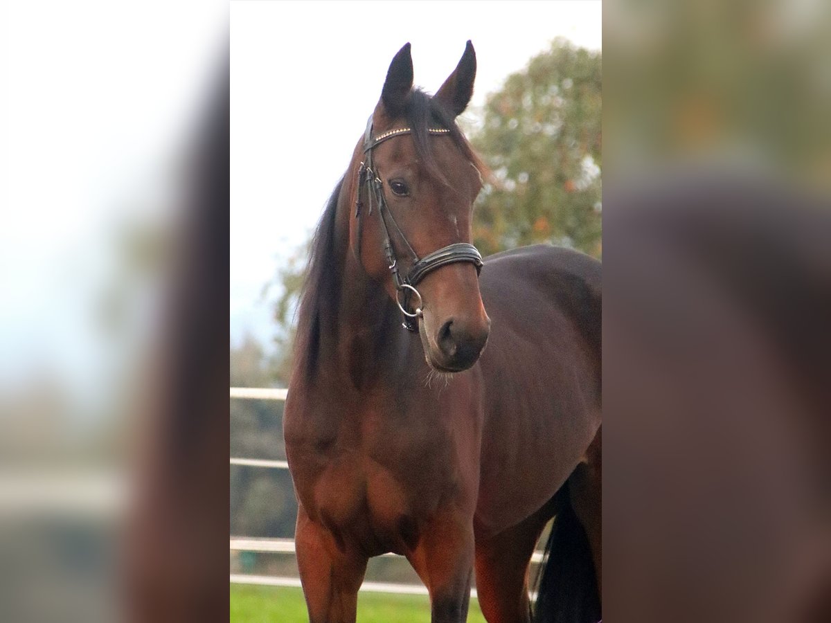 French Trotter Mare 4 years 16 hh Brown in Kirchbichl