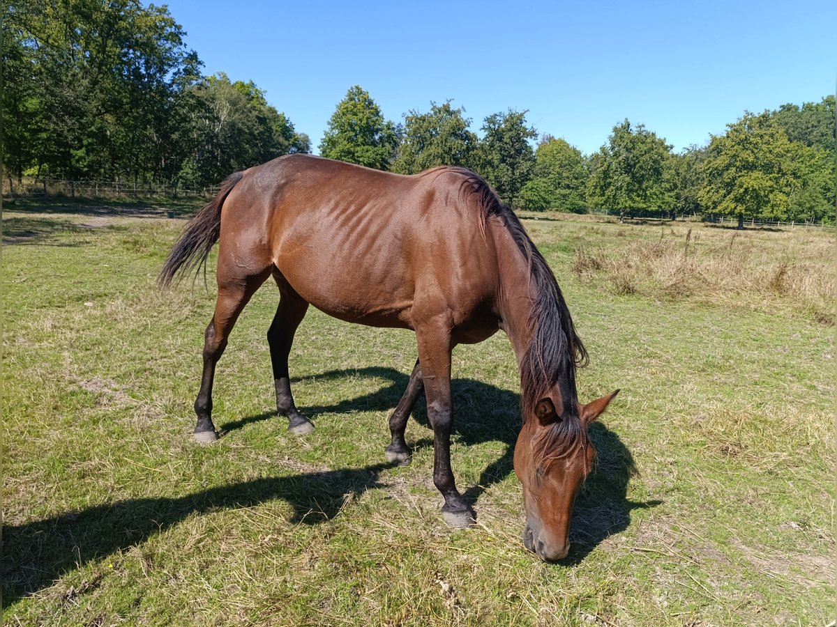 French Trotter Mare 6 years 15,2 hh Brown in La Ferté Saint Aubin