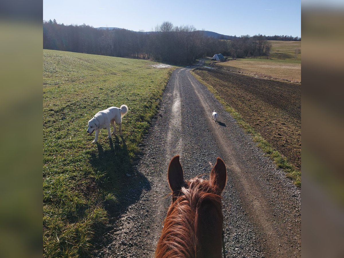 French Trotter Mare 6 years 15,2 hh Brown in Hruševje