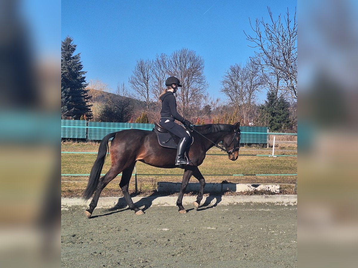 French Trotter Mare 6 years 16,1 hh Bay-Dark in Lembach