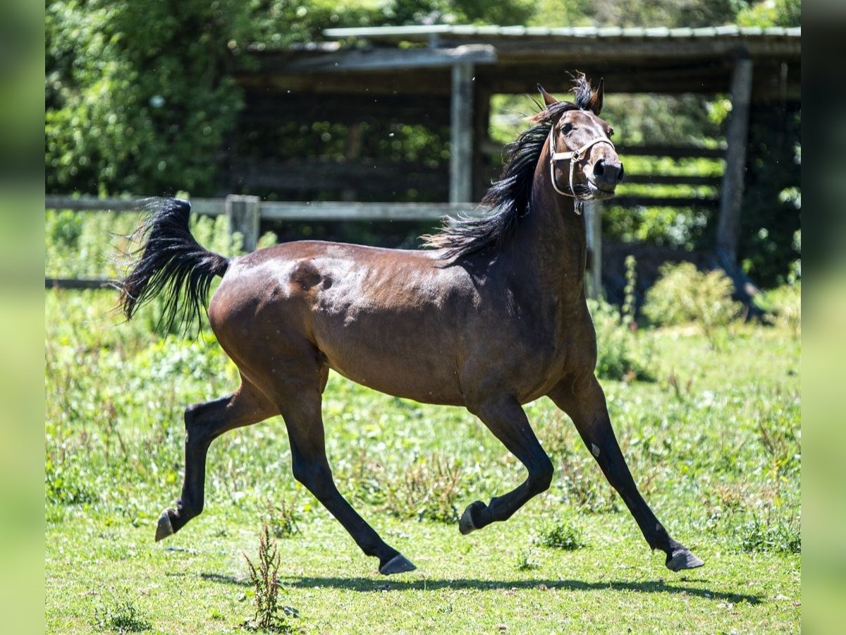 French Trotter Mare 6 years 16,2 hh Bay-Dark in Saint-Paul