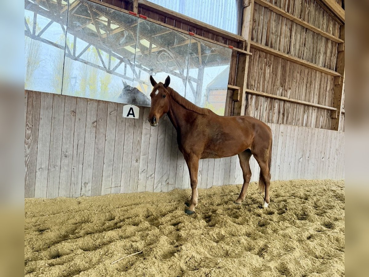 French Trotter Mare 6 years 16,1 hh Chestnut-Red in Roye