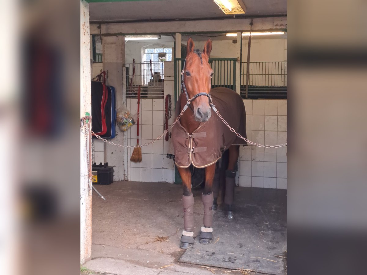 French Trotter Mare 7 years 16,2 hh Brown in Essen