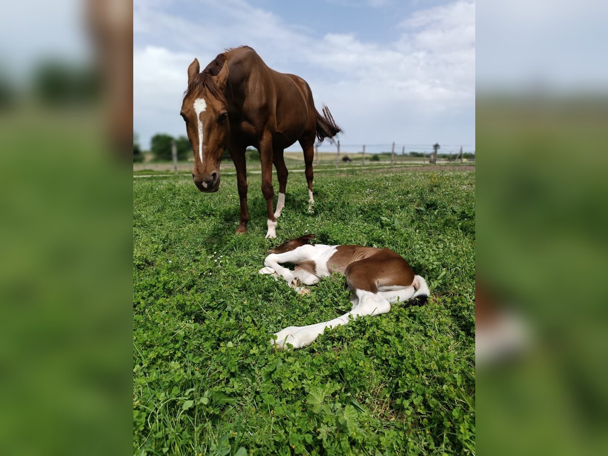 French Trotter Mare 8 years 16 hh Chestnut-Red in soumensac