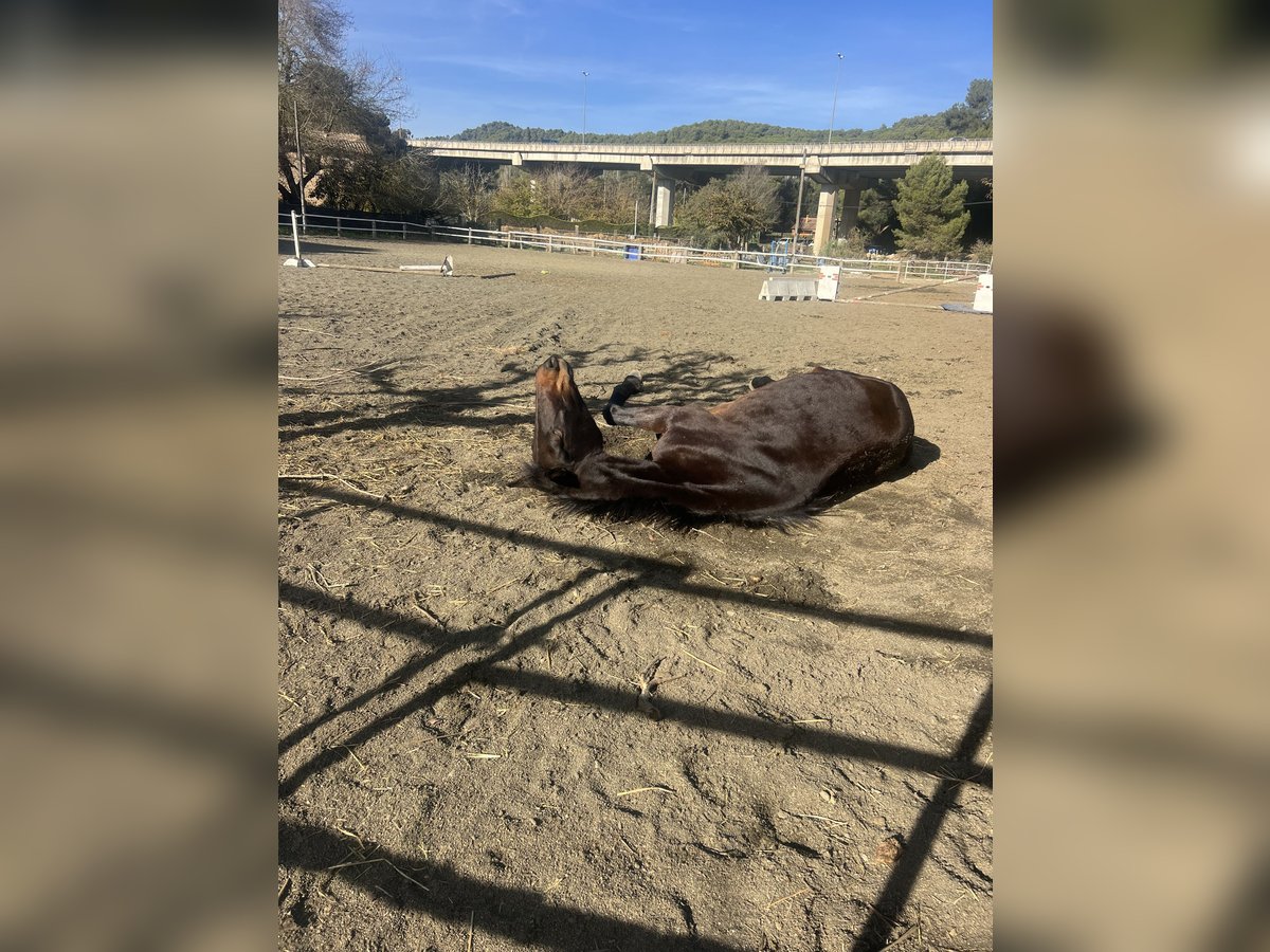 French Trotter Mare 9 years 15,1 hh Bay-Dark in Pineda De Mar