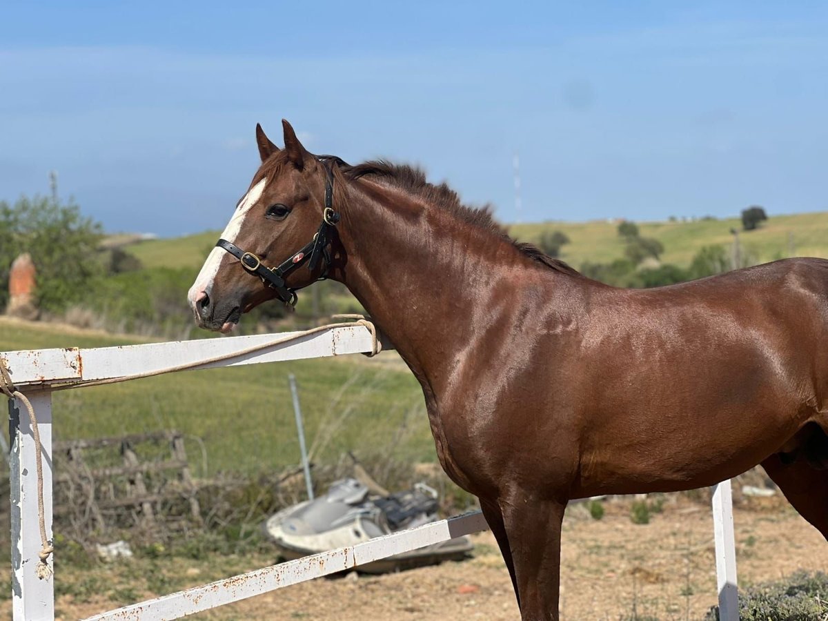 French Trotter Stallion 11 years Chestnut-Red in Santa perpetua