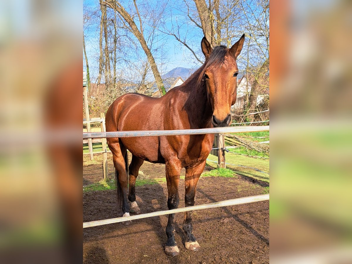 French Trotter Stallion 7 years 16,2 hh in Landau