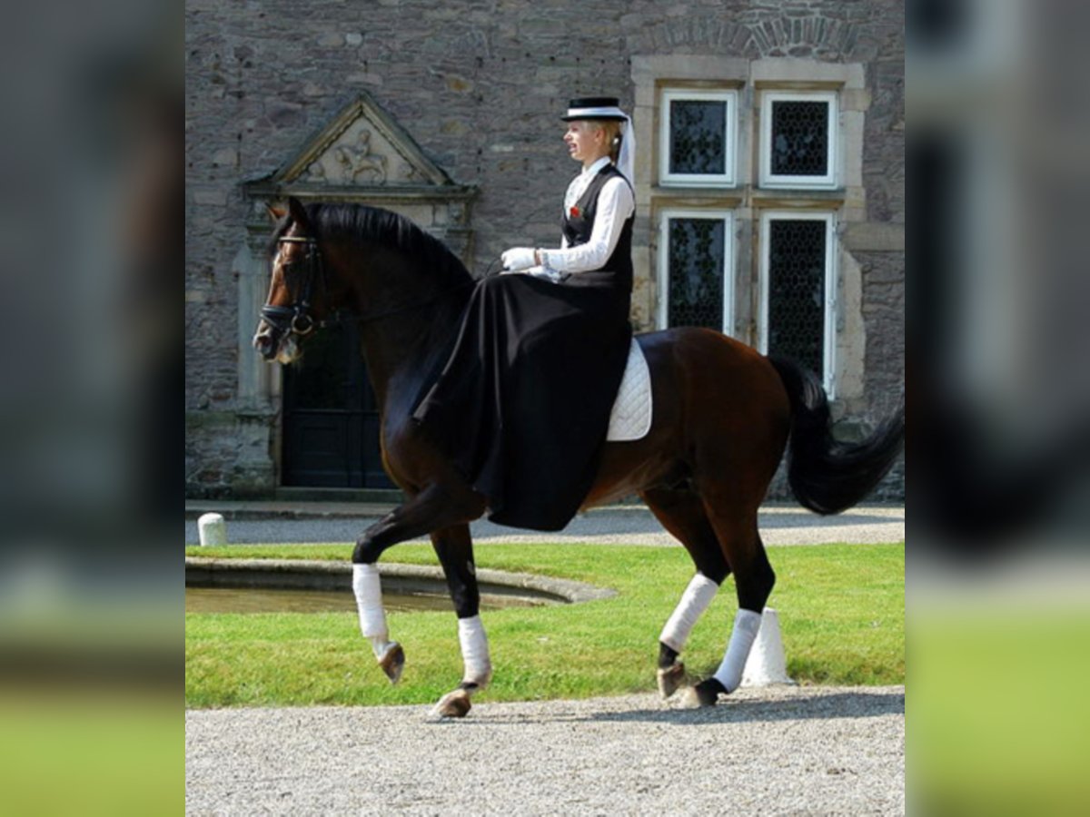 FREUDENFEST Trakehner Hengst Bruin in Emmerthal