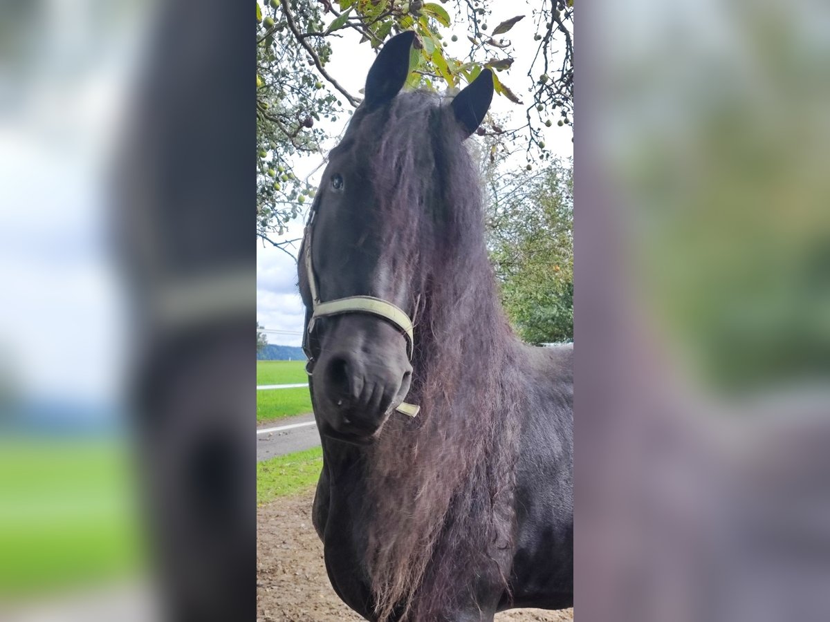 Fries paard Hengst 10 Jaar 165 cm Zwart in Reichersberg