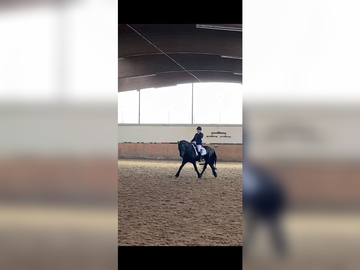 Fries paard Hengst 11 Jaar 159 cm Zwart in Schapen