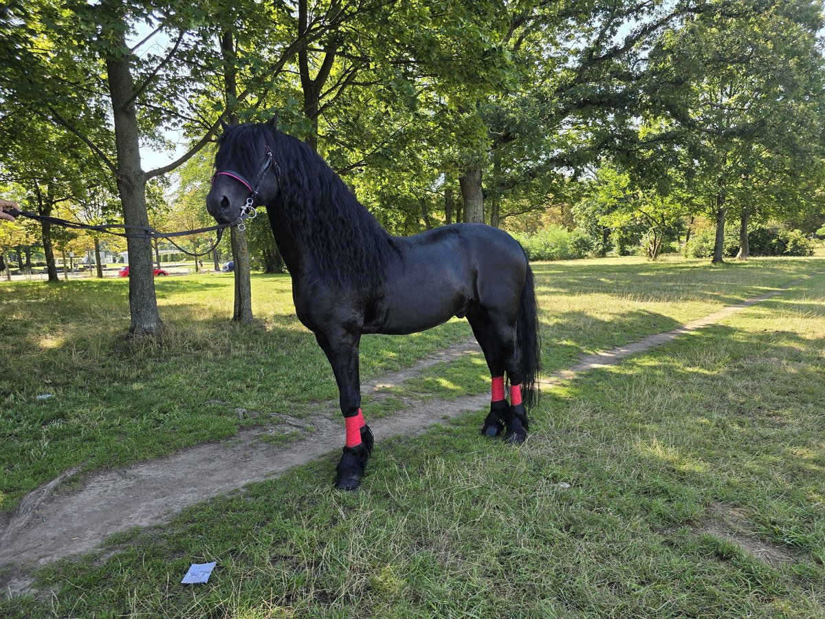 Fries paard Hengst 11 Jaar 162 cm Zwart in Dresden