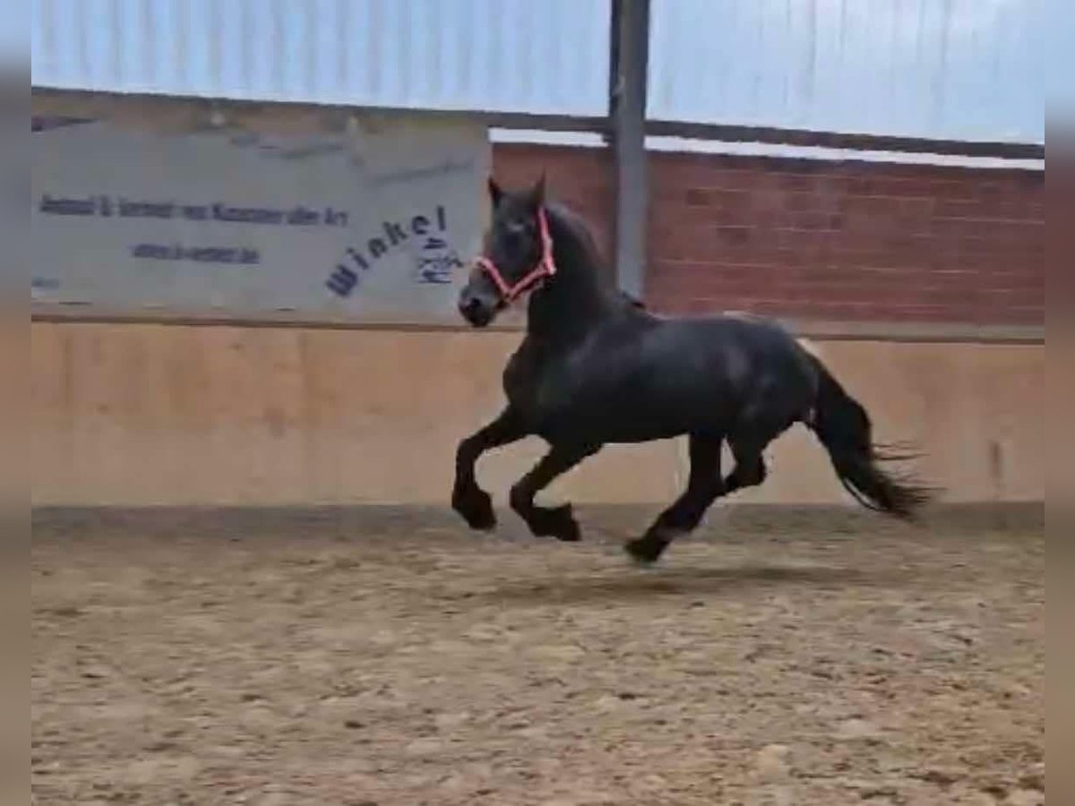 Fries paard Hengst 12 Jaar 160 cm in Dorsten