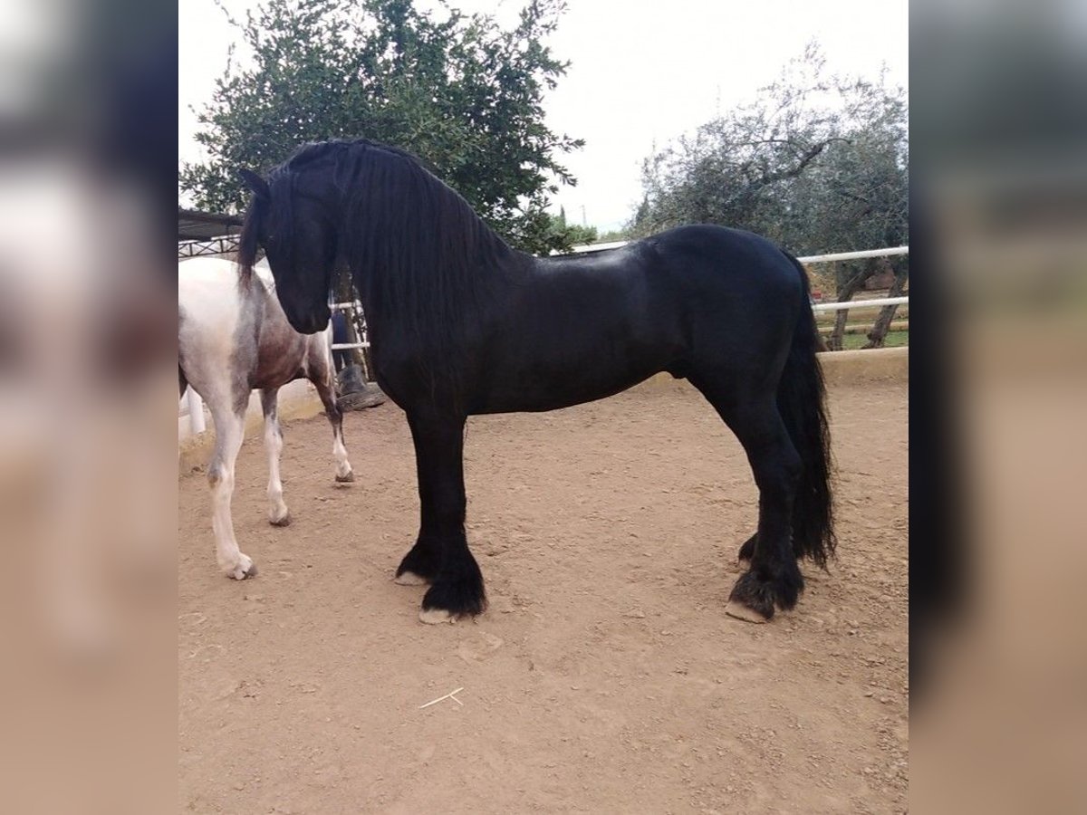 Fries paard Hengst 12 Jaar 170 cm Zwart in Marbella