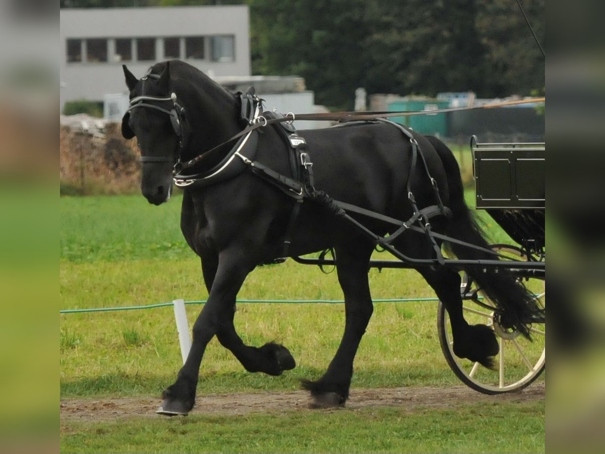 Fries paard Hengst 12 Jaar in Wangen im Allgäu