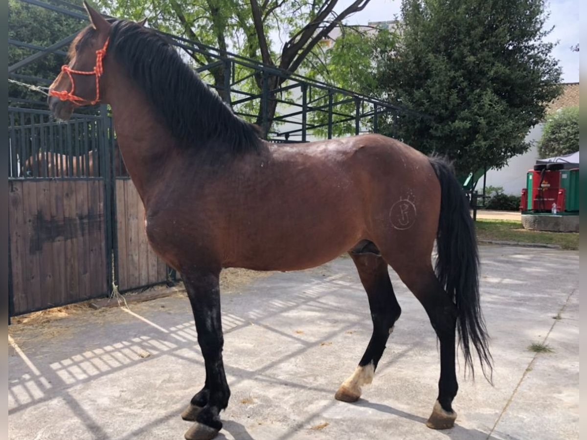 Fries paard Hengst 19 Jaar 170 cm Donkerbruin in El Ronquillo