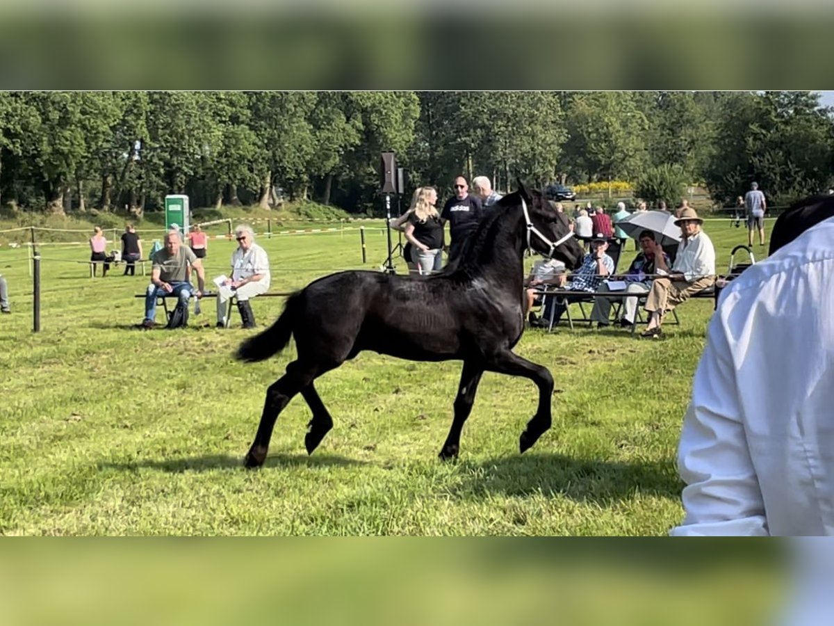 Fries paard Hengst 1 Jaar 110 cm Zwart in Bunde