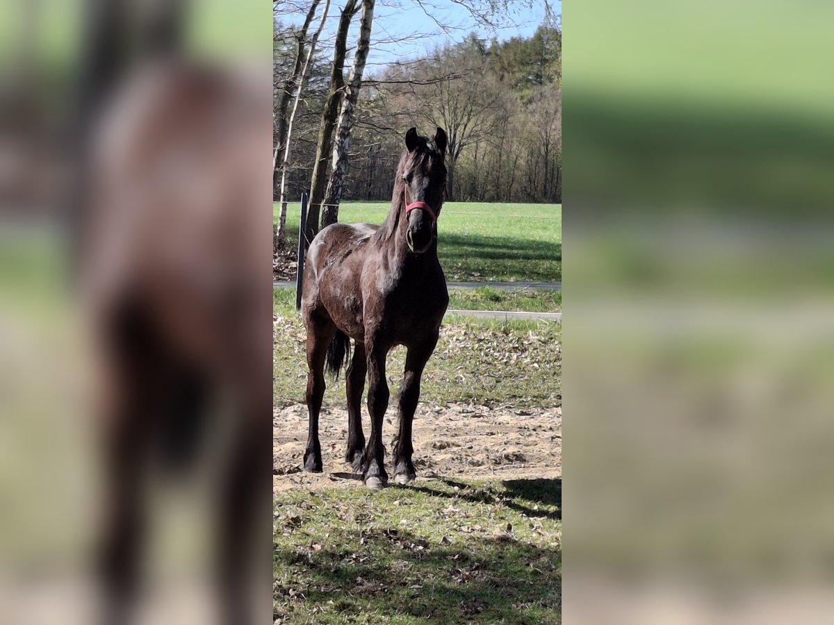 Fries paard Hengst 1 Jaar 150 cm Zwart in Mander
