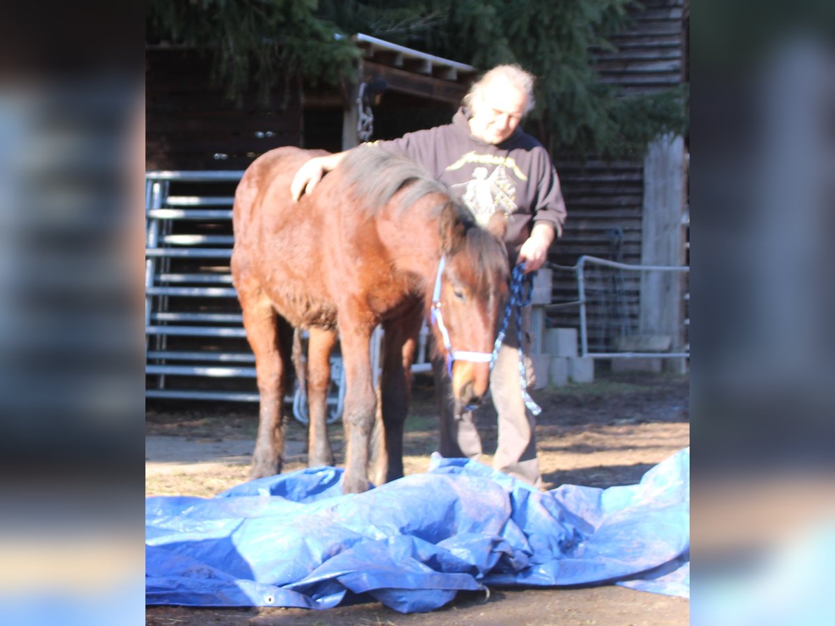 Fries paard Mix Hengst 1 Jaar 155 cm Bruin in Gemmerich